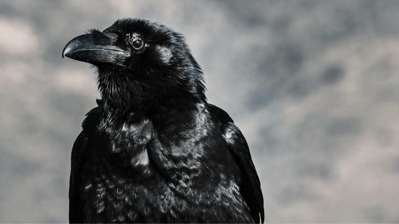 Ravens in Mythology and Folklore